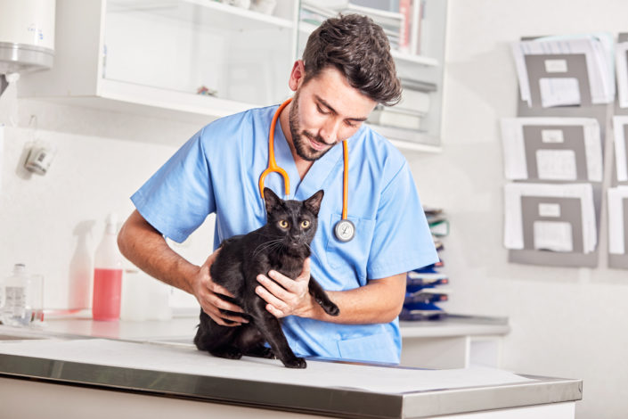 Affinity Vets Veterinario junot a gato negro